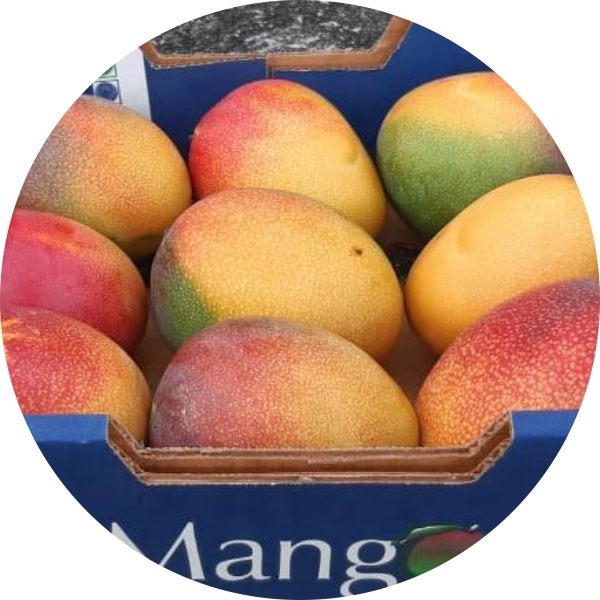 Mango , variety Luisa